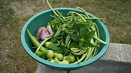 收獲,園藝,蔬菜花園