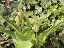 芽,郁金香,綠色