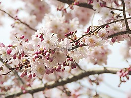 开花,花,fruegling