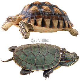 龜,孤立,烏龜