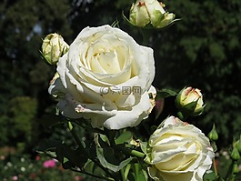 玫瑰,花,公園