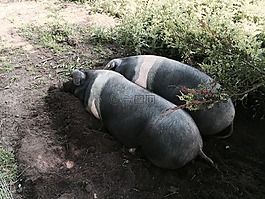 豬,鞍背豬,動物