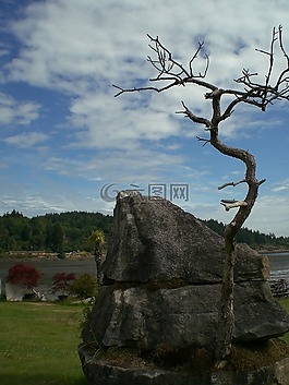 天空,樹,景觀