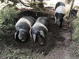 豬,鞍背豬,動物
