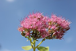 紫色,花,紫色的花朵