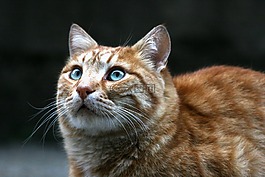 動物,可愛,貓