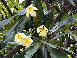 姜黃色百合花,花,熱帶