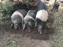 豬,鞍背豬,動物