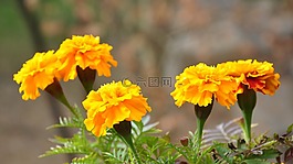 花卉,黃色,性質(zhì)