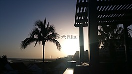 日落,埃,棕櫚