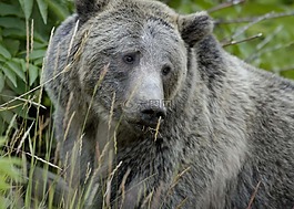 熊,灰熊,野生動物