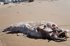魚,頃刻,哲學
