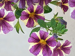 花,矮牽牛,花園