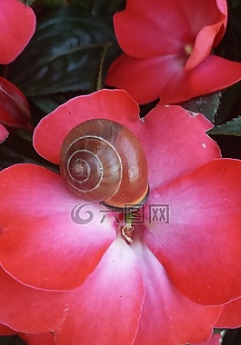 花,蝸牛,出