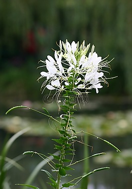 鮮花,agapanthus,吉維尼