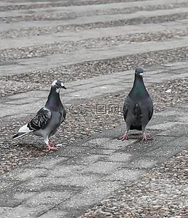 鴿子,鳥,自然