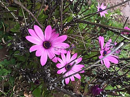 花,粉紅色,韓國
