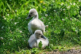 動物,鳥,天鵝
