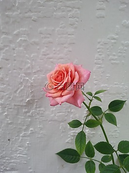玫瑰,花卉,粉紅色的玫瑰