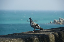 海,矶,鸟