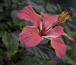 花,性質(zhì),植物區(qū)系