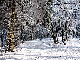 冬季,森林,雪
