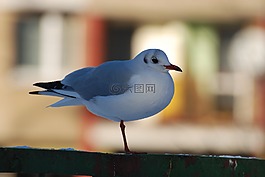 鳥,海鷗,性質(zhì)