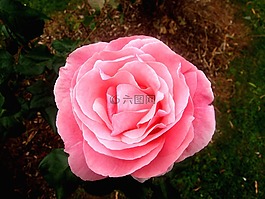 玫瑰,粉紅色,花