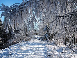 冬季,森林,雪