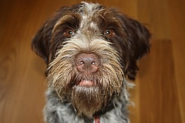 狗,動物,國內(nèi)動物