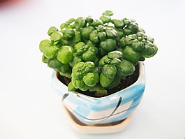植物,綠色,增長