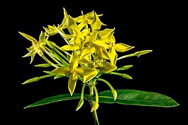 花,開(kāi)花,黃色
