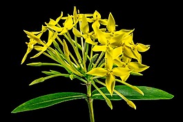 花,開花,黃色