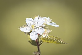 開花,黑莓,白