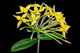 花,開花,黃色