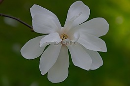 kwitniecie,春,性質(zhì)