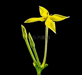 花,開花,黃色