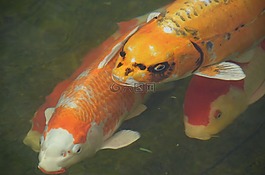 魚,錦鯉,金魚