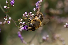 蜜蜂,野生動物,自然