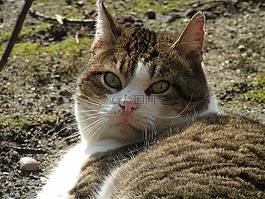貓,貓臉,katzenkopf