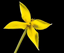 花,開花,黃色