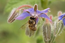 蜜蜂,野生動物,自然