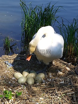 動物,鳥,天鵝