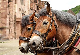 馬,動物,schwarzw?lder kaltblut