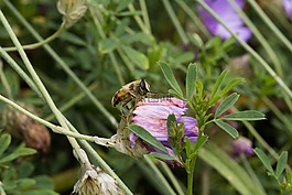 蜜蜂,野生動物,自然