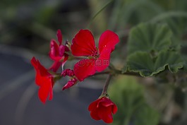 花,性質,植物區(qū)系