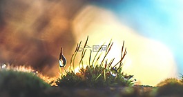 苔,水,下降