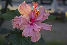 花,性質(zhì),植物區(qū)系