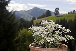 edlweiss,高山花卉,鮮花