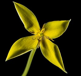 花,開花,黃色
